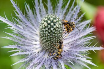 Predavanje: Juliana – botanični biser v osrčju Julijskih Alp (52. MINFOS 2026)