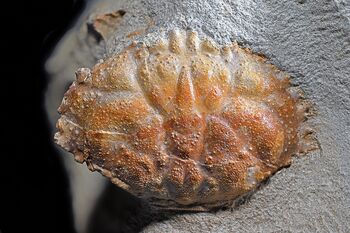 Predavanje: Fosilni raki v Sloveniji (52. MINFOS 2026)