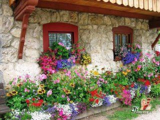 PRODAJA BALKONSKEGA CVETJA