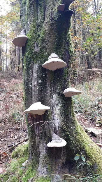 Božja iskra iz gmajne