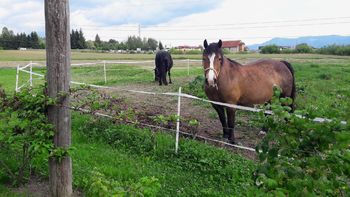 Na Kmetiji Župnek je najboljše z domačega vrta!