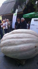 DRŽAVNO PRVENSTVO V TEHTANJU ZA NAJTEŽJO BUČO V SLOVENIJI