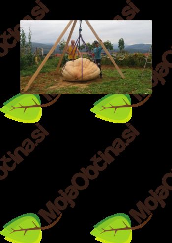 Društvo gojiteljev buč velikank Društvo gojiteljev buč velikank