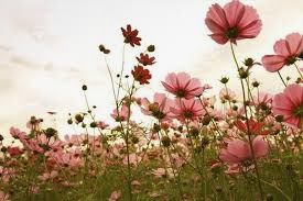 Cvetje - sopotnik praznovanj on nekdaj do danes