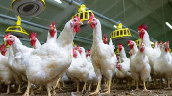 Informacija o izvedbi teoretične/štabne vaje ZIR regijskega pomena »PTIČJA GRIPA VOGLAJNA 2023« Informacija o izvedbi teoretične/štabne vaje ZIR regijskega pomena »PTIČJA GRIPA VOGLAJNA 2023«