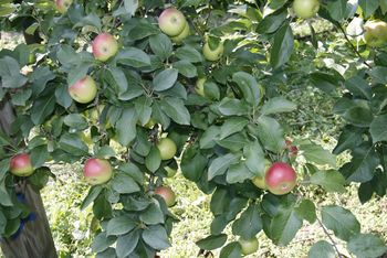 Po jabolka v Trnovče