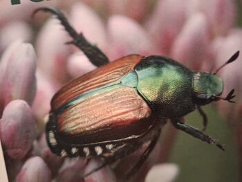 Ali ste ga videli? Ali ste ga videli?