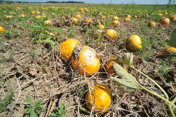 ZBIRANJE VLOG OŠKODOVANCEV, KI SO UTRPELI ŠKODO NA KMETIJSKIH PRIDELKIH V DVEH NARAVNIH NESREČAH, V DVEH OBDOBJIH LETOŠNJEGA LETA 