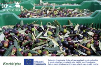 Domače oljčno olje tudi letos le po kapljicah 