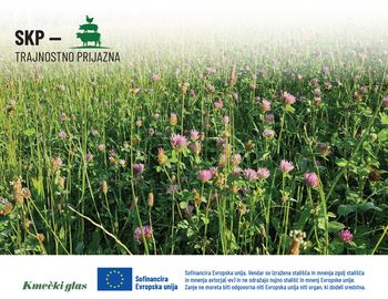 Omogočimo čebelam cvetlično pašo