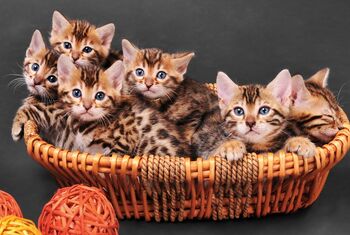 ČIPIRANJE MAČK PO NOVEM OBVEZNO - ZA ENKRAT BREZPLAČNO