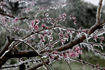 Ocenjevanje škode na kmetijskih pridelkih zaradi posledic POZEBE v letu 2025