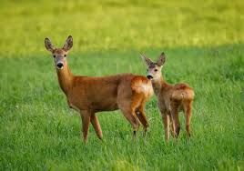 Društvo za zaščito živali Pomurja    Novice – POMLAD 2026