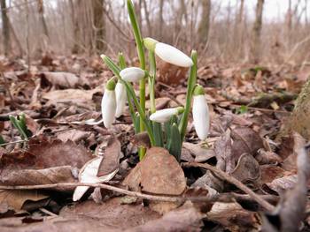 Prvi znanilci pomladi