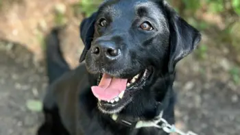BEREMO Z LABRADORKO KERI
