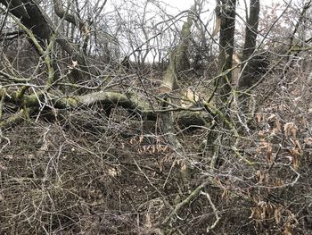 Posek dreves na Dobah 