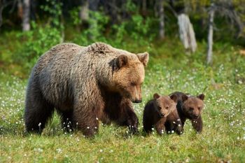 Medvedka z dvema mladičema na področju Dobena in Rašice
