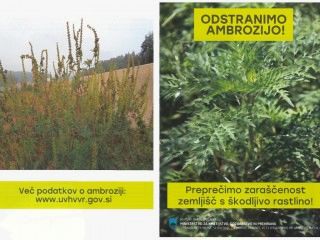 Odstranjevanje pelinolistne ambrozije