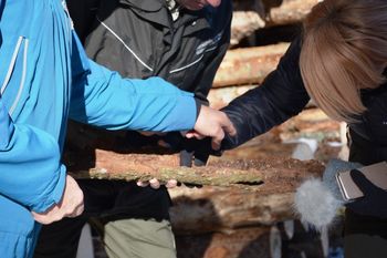 Ministrica za kmetijstvo, gozdarstvo in prehrano dr. Aleksandra Pivec na ogledu sanacije gozdov v Bohinju