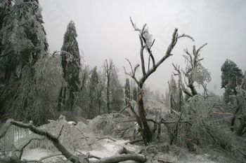 Pred sanacijo gozda obvestite revirnega gozdarja