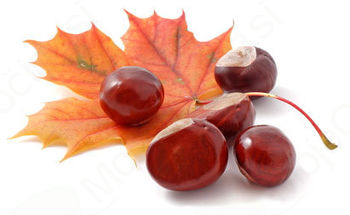 Grajska zeliščarska delavnica – divji kostanj