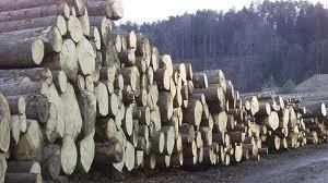 OGLAS - odkup hlodovine