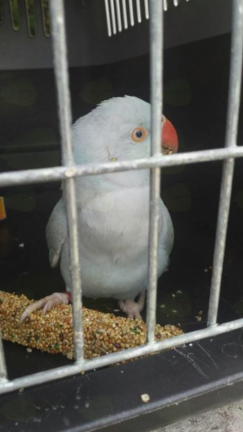 Najdena papiga v Žabnici