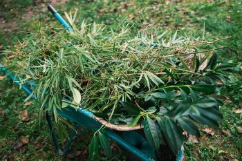 Semafor invazivnosti okrasnih rastlin