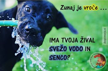 Obvestilo Društva za zaščito živali - POZOR VROČINA