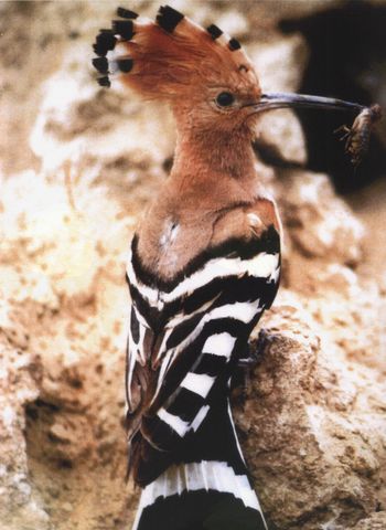 9. upkašov pohod v Križevcih