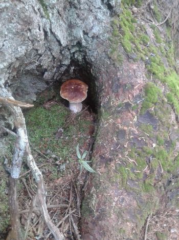 Gobarski piknik v Adrijancih