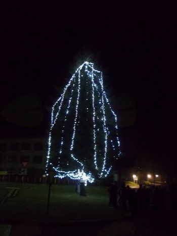 Prižiganje adventnih lučk na smreki pri osnovni šoli v  Gornjih Petrovcih