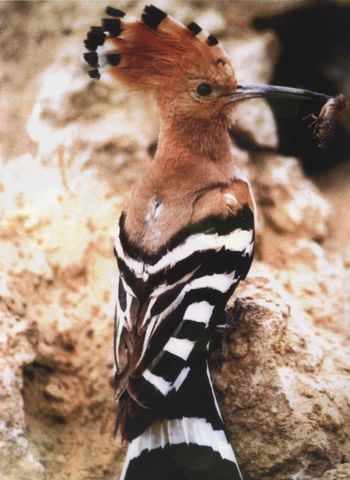 10.  UPKAŠOV POHOV KRIŽEVCI