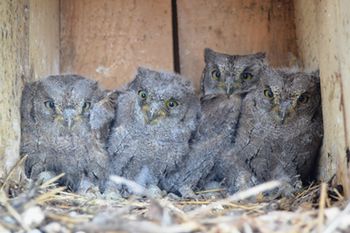 Predavanje: Rezultati in zanimivosti 12 letnega spremljanja gnezdilnic na Goričkem