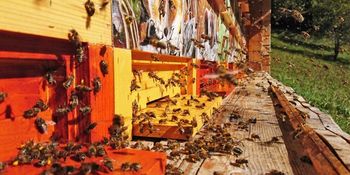 Aktualne finančne pomoči za kmete – tudi za čebelarje