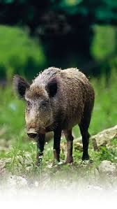 Načrt ravnanja upravljavca lovišča LD Križevci v Prekmurju v povezavi z afriško prašičjo kugo.