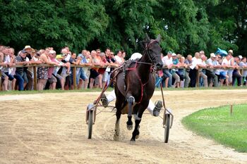 VABILO NA KASAŠKE DIRKE V LJUTOMER V SKLOPU OBČINSKEGA PRAZNIKA - NEDELJA, 14.9.2025