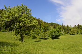 IZLET NA KUM (1220 m) IZLET NA KUM (1220 m)