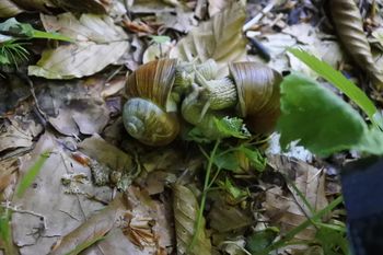 IZLET PO GOZDNO-TURISTIČNI POTI PLEŠIVEC IZLET PO GOZDNO-TURISTIČNI POTI PLEŠIVEC