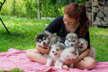 Pes, naš najboljši prijatelj - predavanje