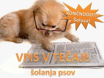 Vpis v tečaje šolanja psov