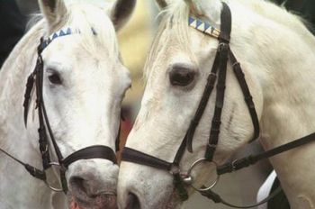 Izlet društva Tulipan v Lokev, Štanjel in Lipico