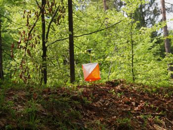 Orientacist leta 2017