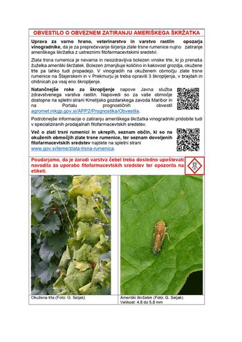 OBVESTILO: O obveznem zatiranju ameriškega škržatka zaradi preprečevanja širjenja zlate trsne rumenice