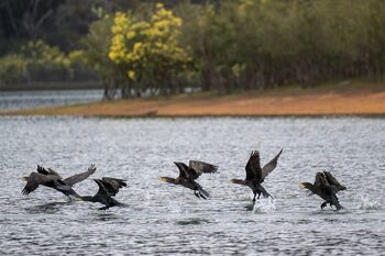 ODVZEM KORMORANOV Z ODSTRELOM V PRLEKIJI