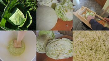 VZGOJA IN KISANJE ZELJA Z DEGUSTACIJO