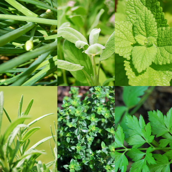 KROŽEK »ZELIŠČNA MAVRICA«