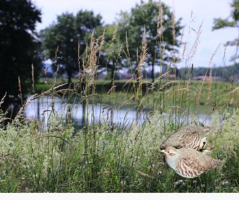 Predstavitev študijskega krožka Jerebice v Vipavski dolini