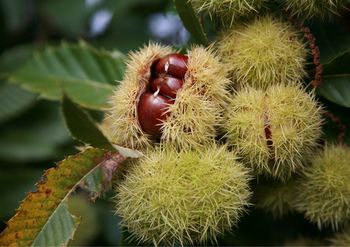 Tehnologija pridelave kostanja