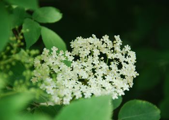 Čistec in bezga – zdravilni učinki 